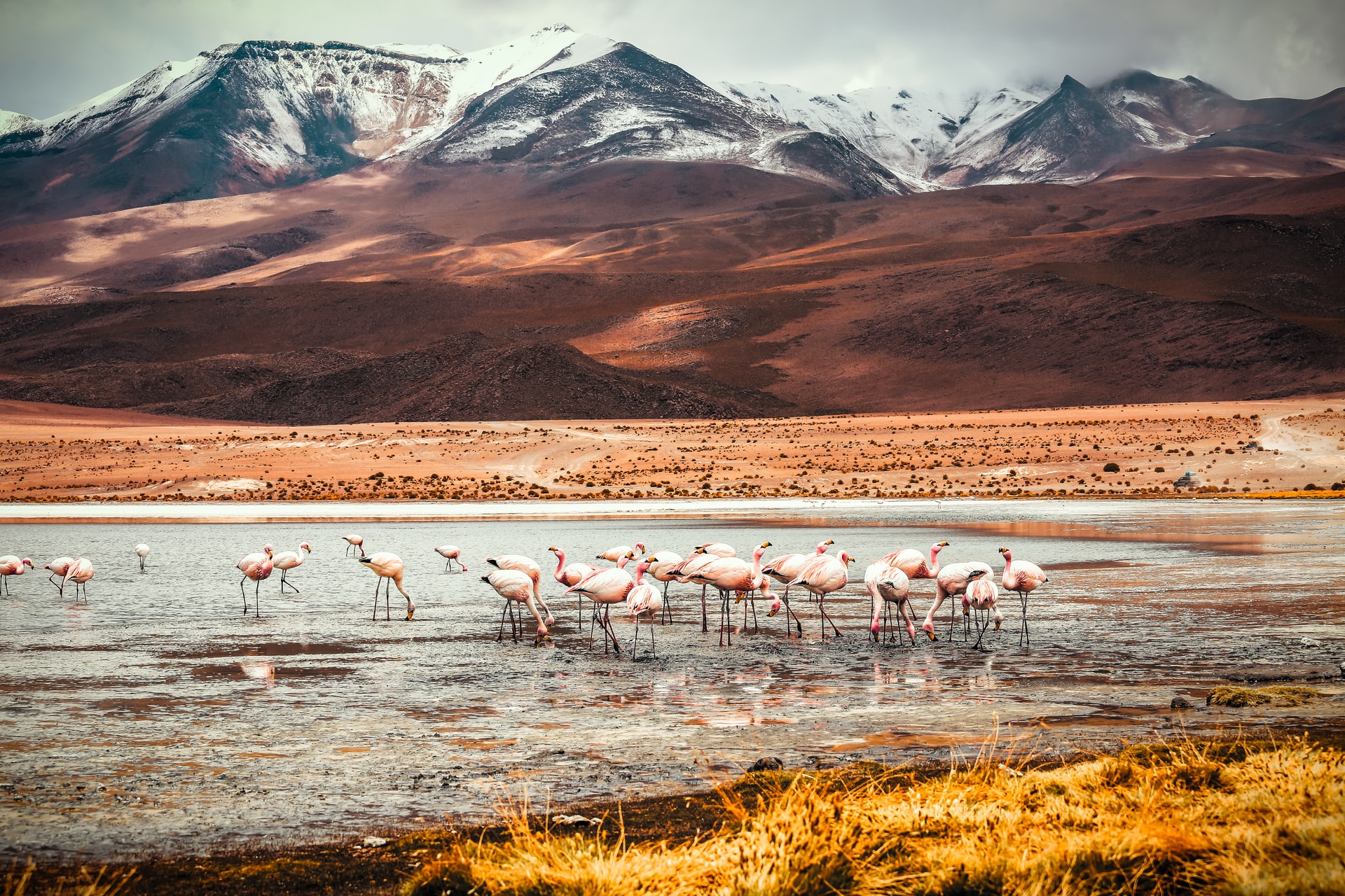 Andean flamingos Bolivia
