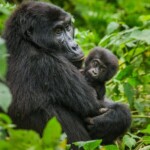 Featured Rwanda Africa