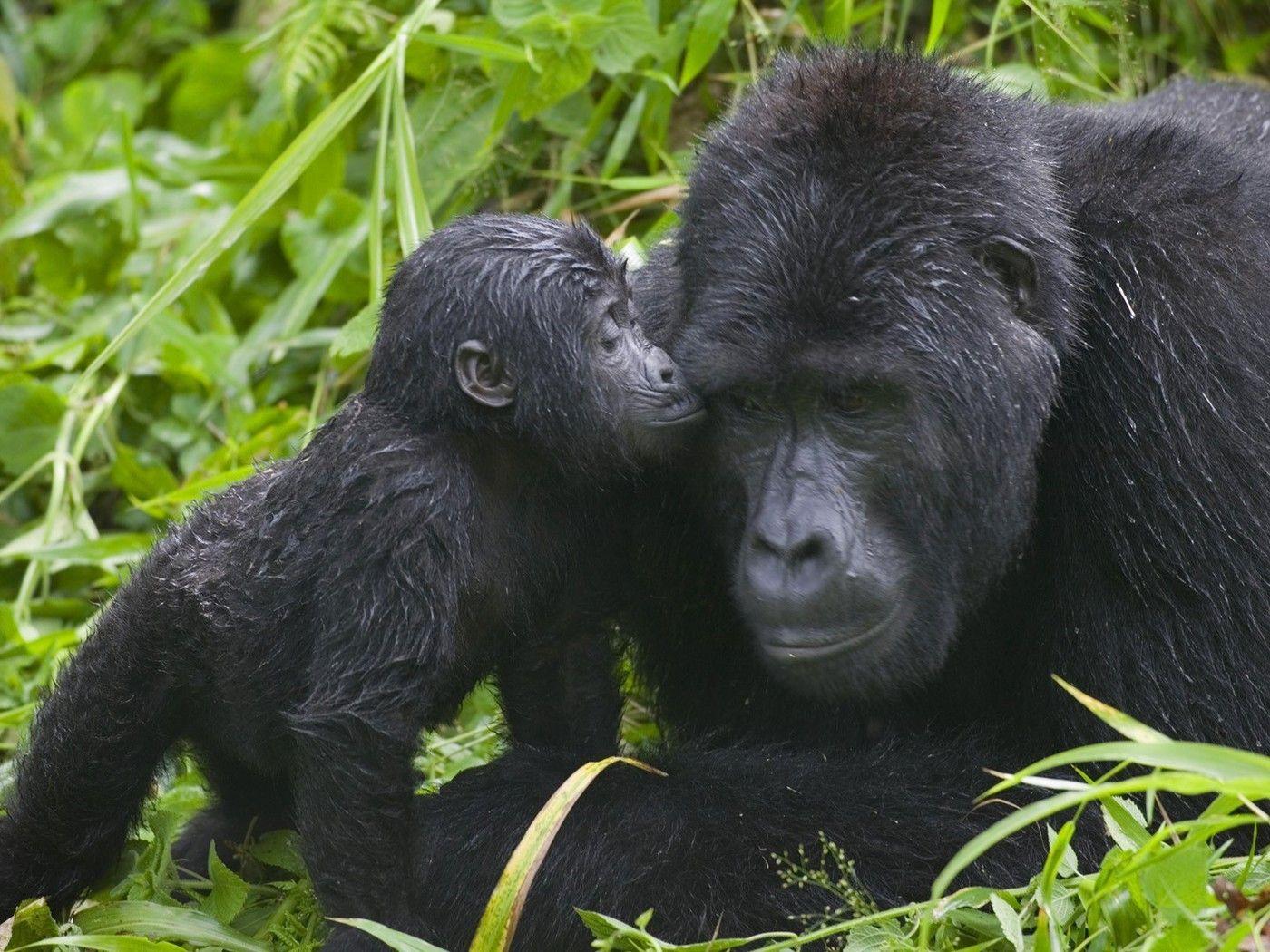 Track Gorillas at Bwindi Impenetrable National Park