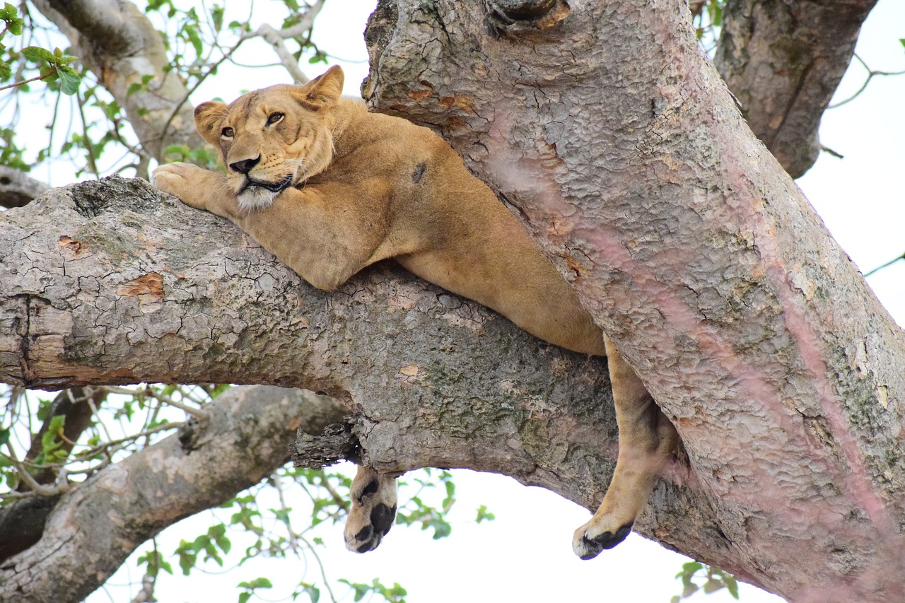 Watch Lions climbing trees at ishasha plains