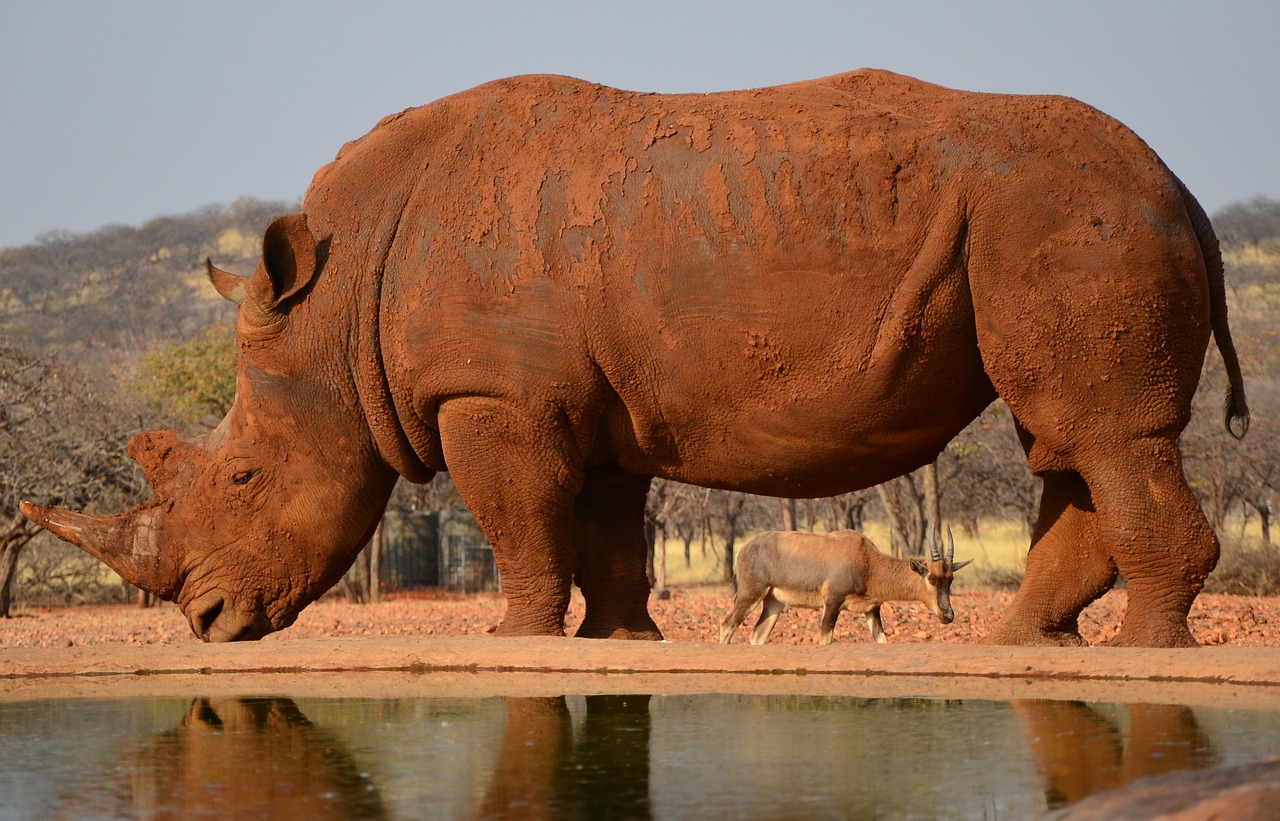 Rhino at Namibia