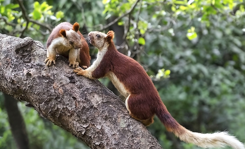 Bhimashankar Wildlife Sanctuary