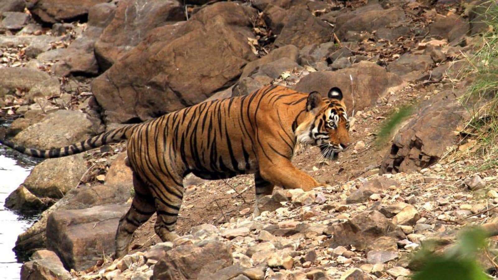 Ramgarh Vishdhari Tiger Reserve