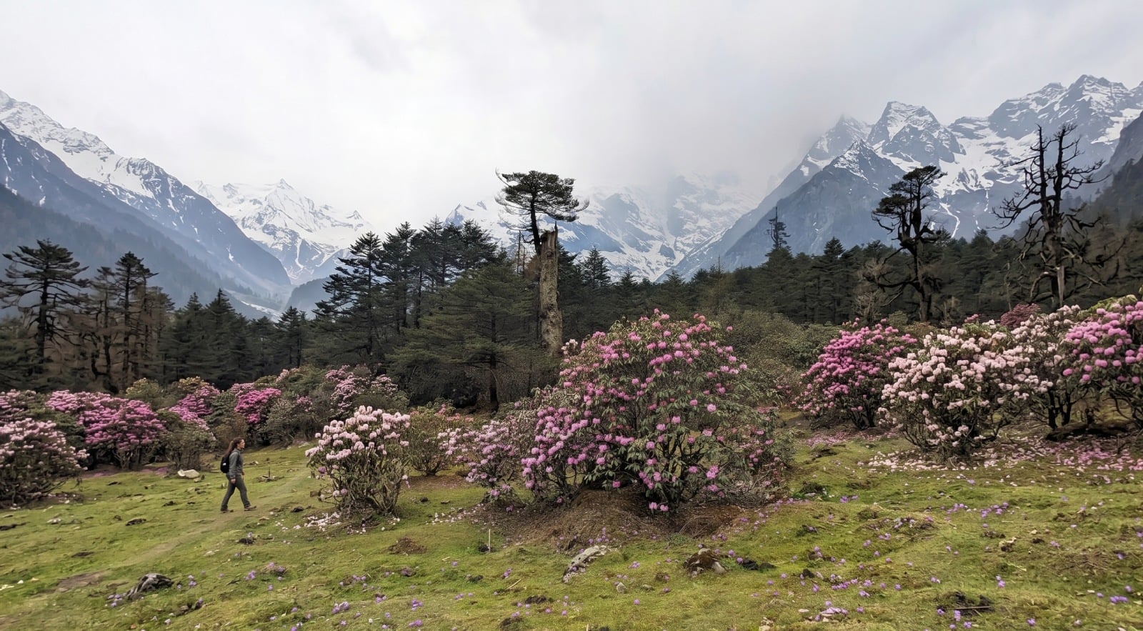 rhododendron sanctuary