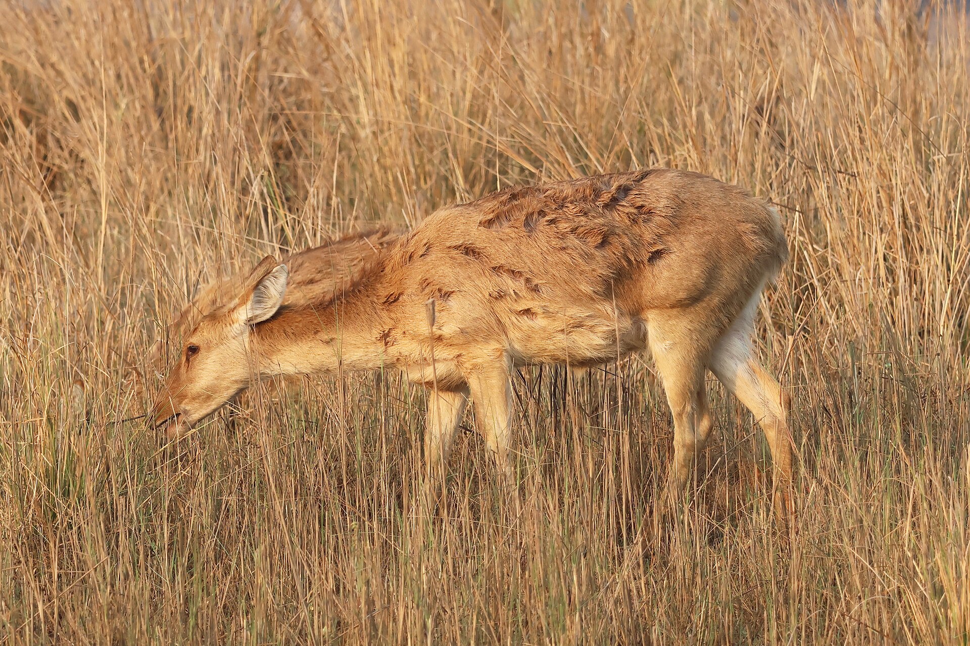 Barasingha swamp deer in Kanha National Park
