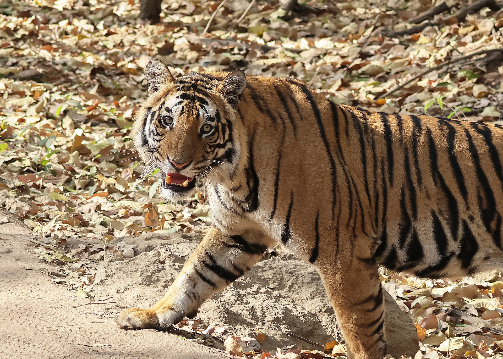 India national parks reopening: Bengal tiger in Bandhavgarh National Park