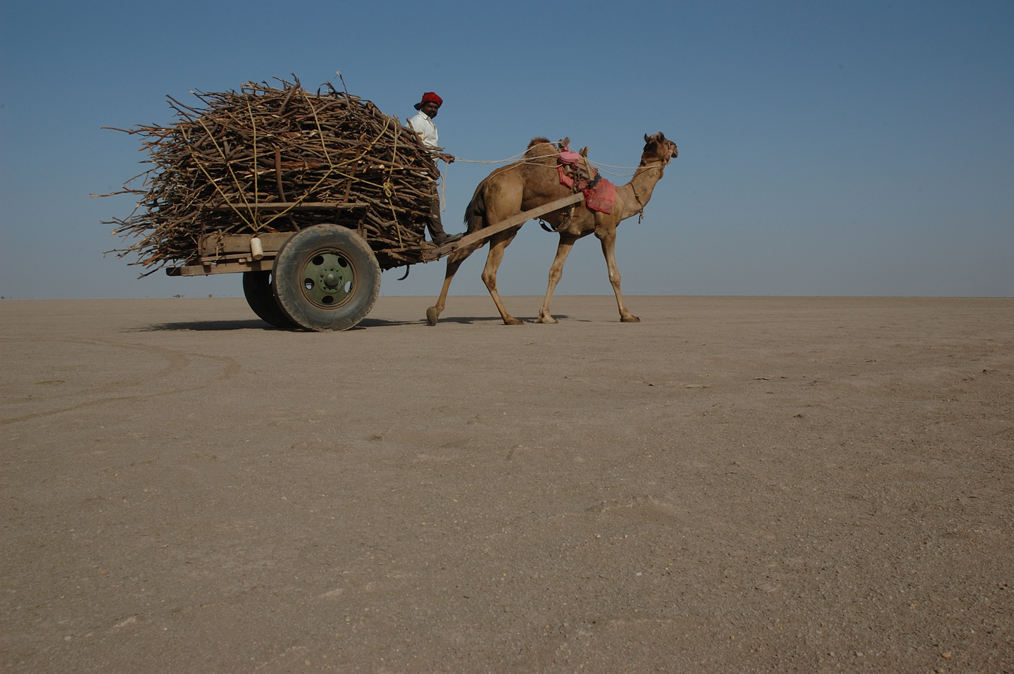 Camel cart ride on the White Rann of Kutch