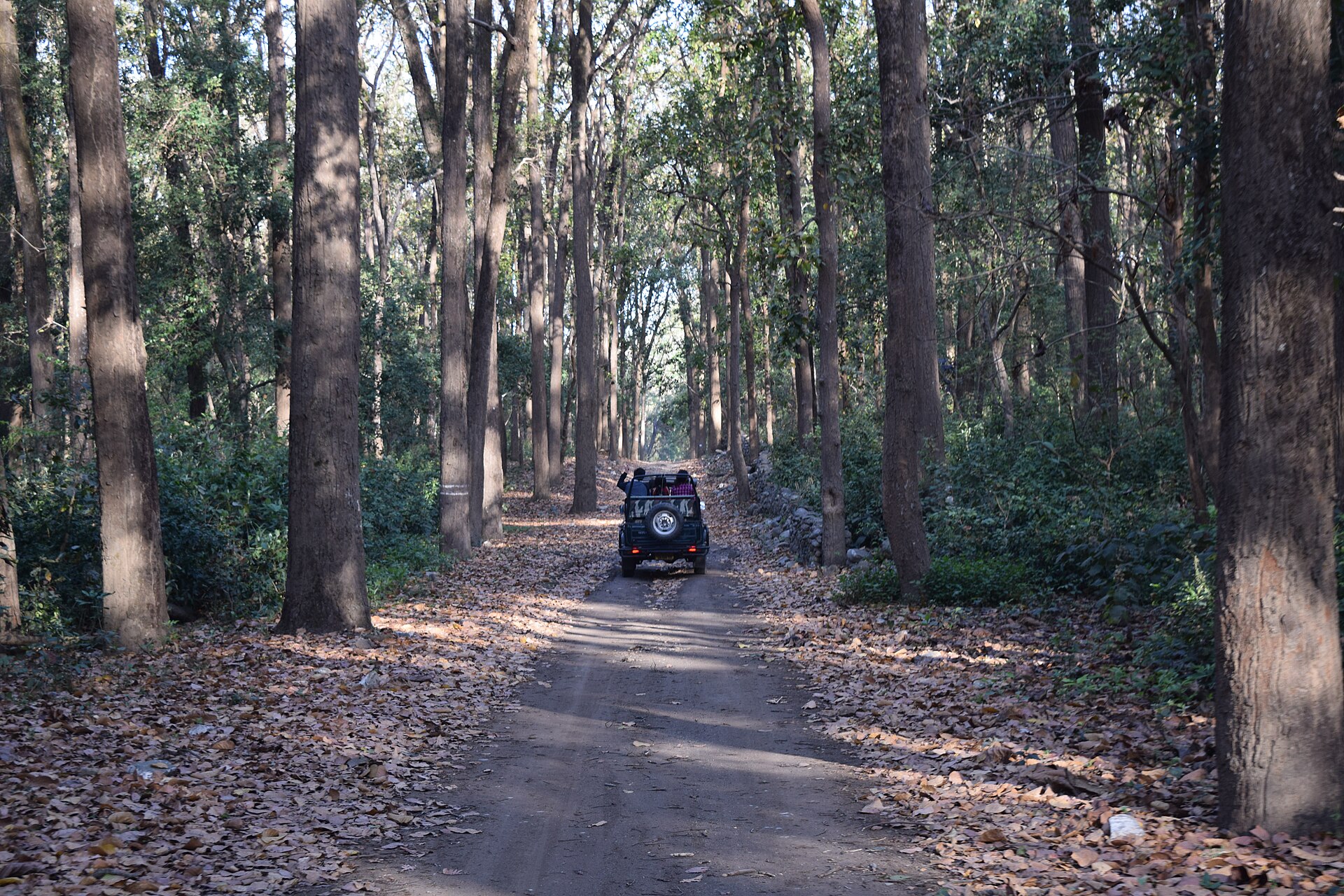 Jungle safari jeep in the Jhirna Zone of Jim Corbett National Park