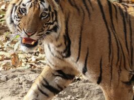 Bengal tiger walking in Bandhavgarh National Park
