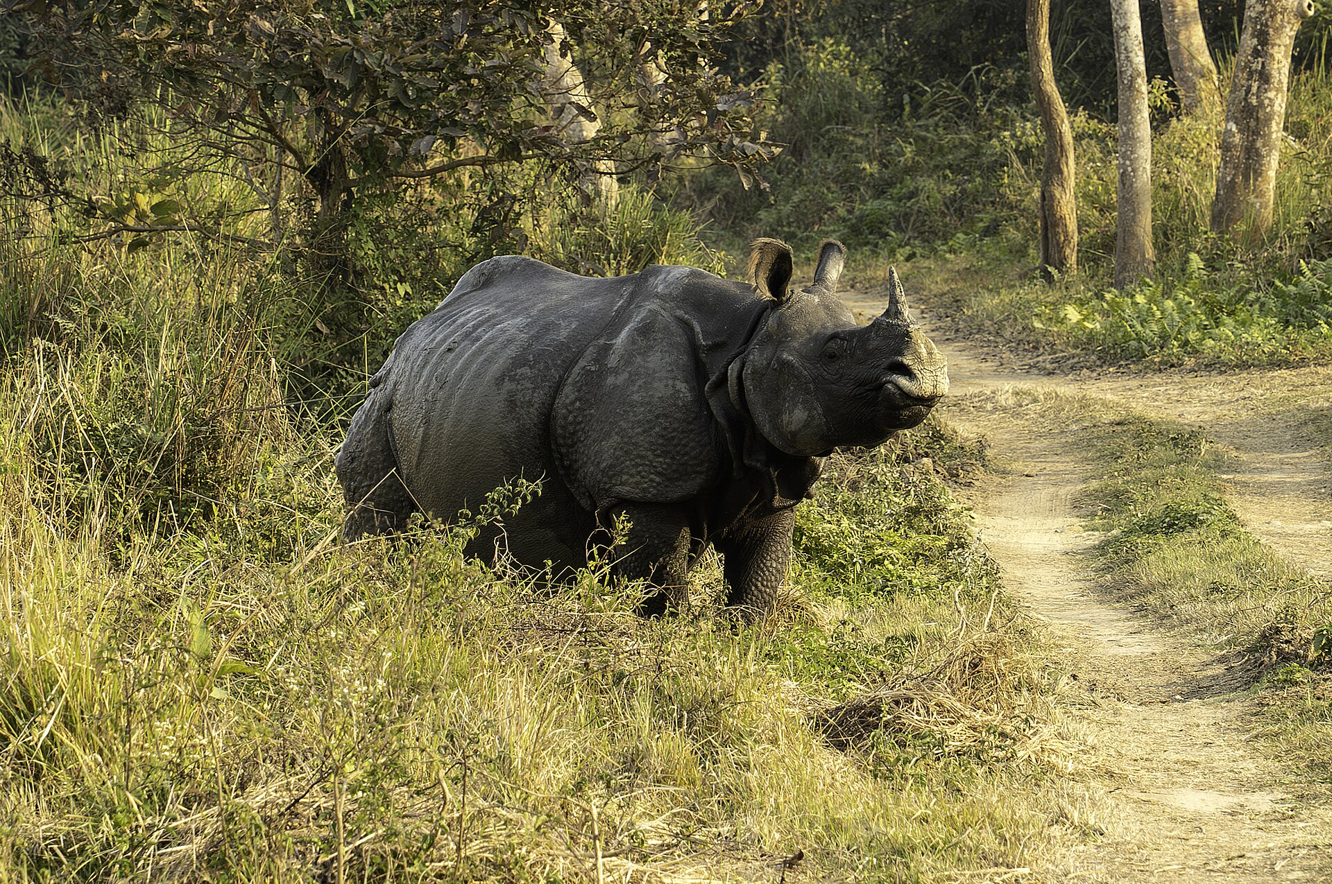 Greater one-horned rhinoceros at Kaziranga National Park, Assam