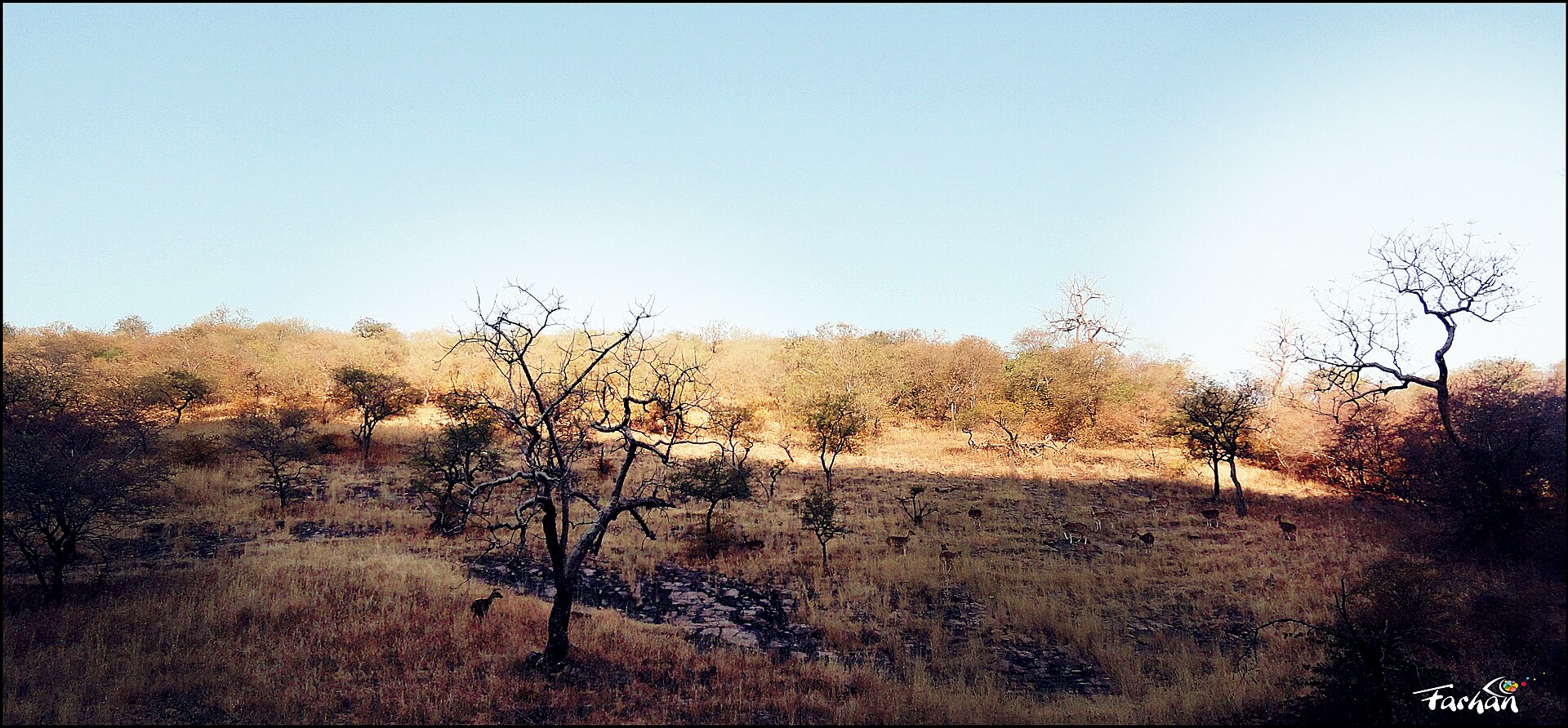 Panoramic view of safari terrain at Ranthambore National Park