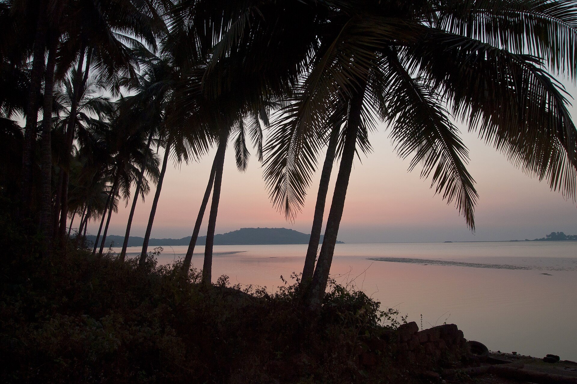 Palm trees at sunset over Vagator and Chapora bay in Goa