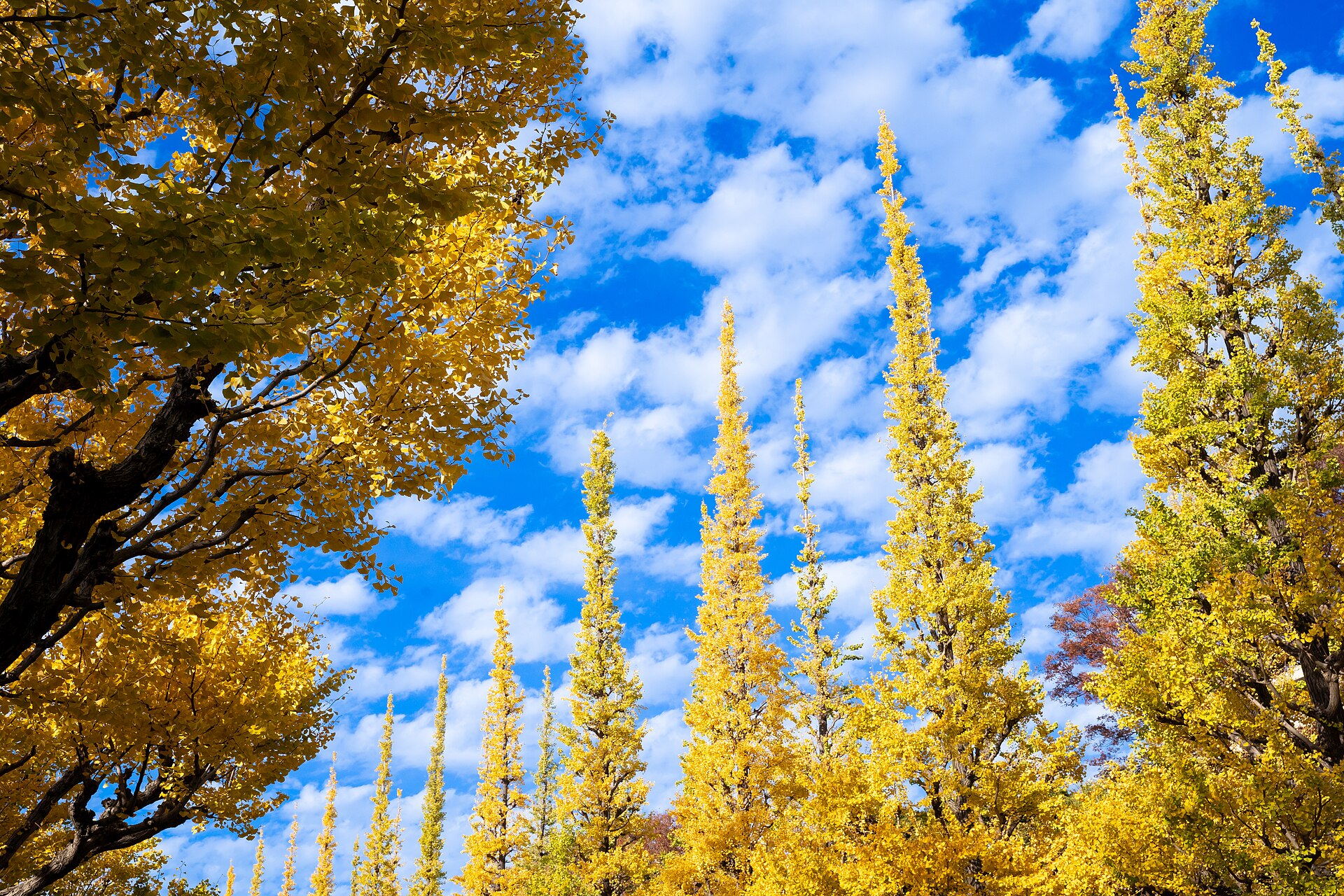 Golden ginkgo avenue at Meiji Jingu Gaien in Tokyo
