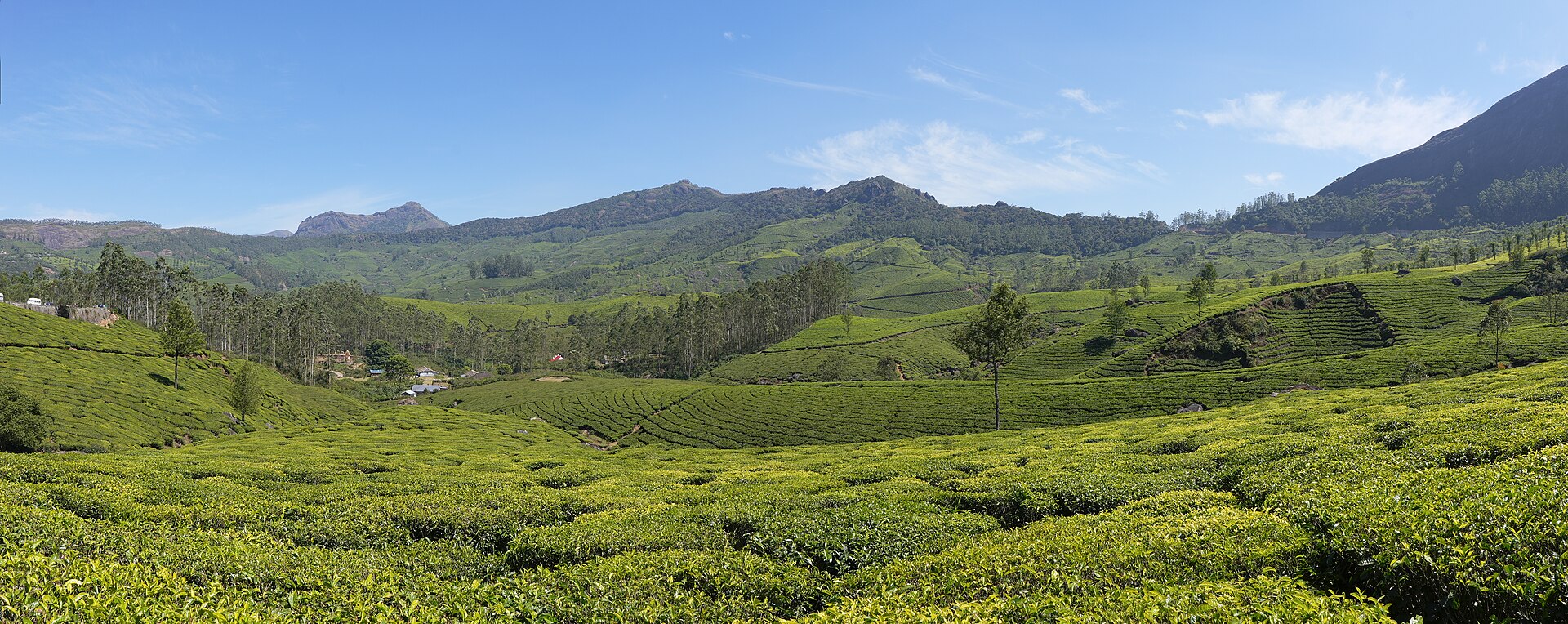 Kerala: Munnar lockhart tea plantation