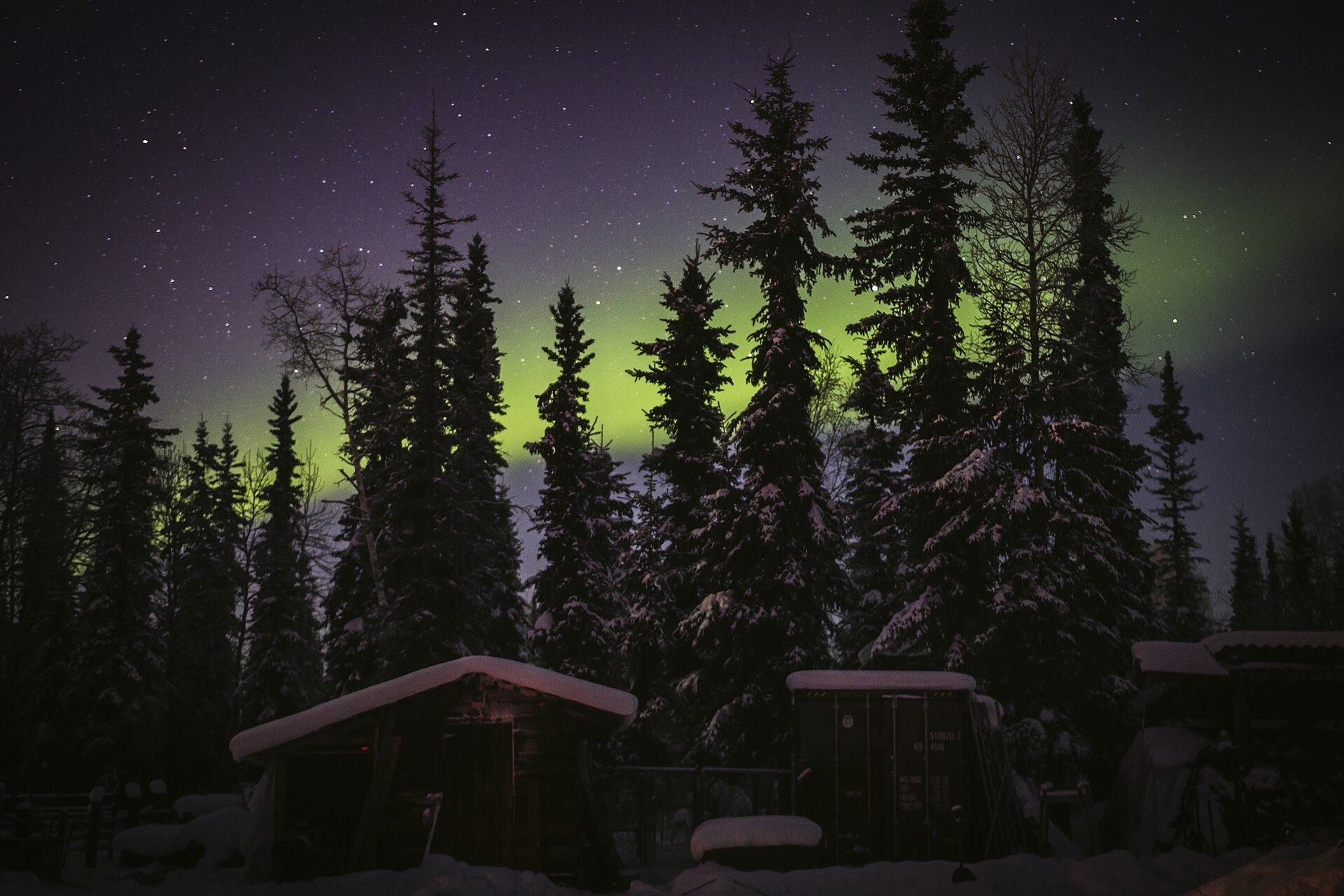 Northern Lights behind snow-covered spruce trees near Fairbanks, Alaska