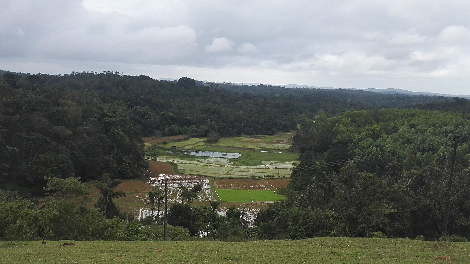 Paddy fields and plantation forest in the coffee country around Sakleshpur