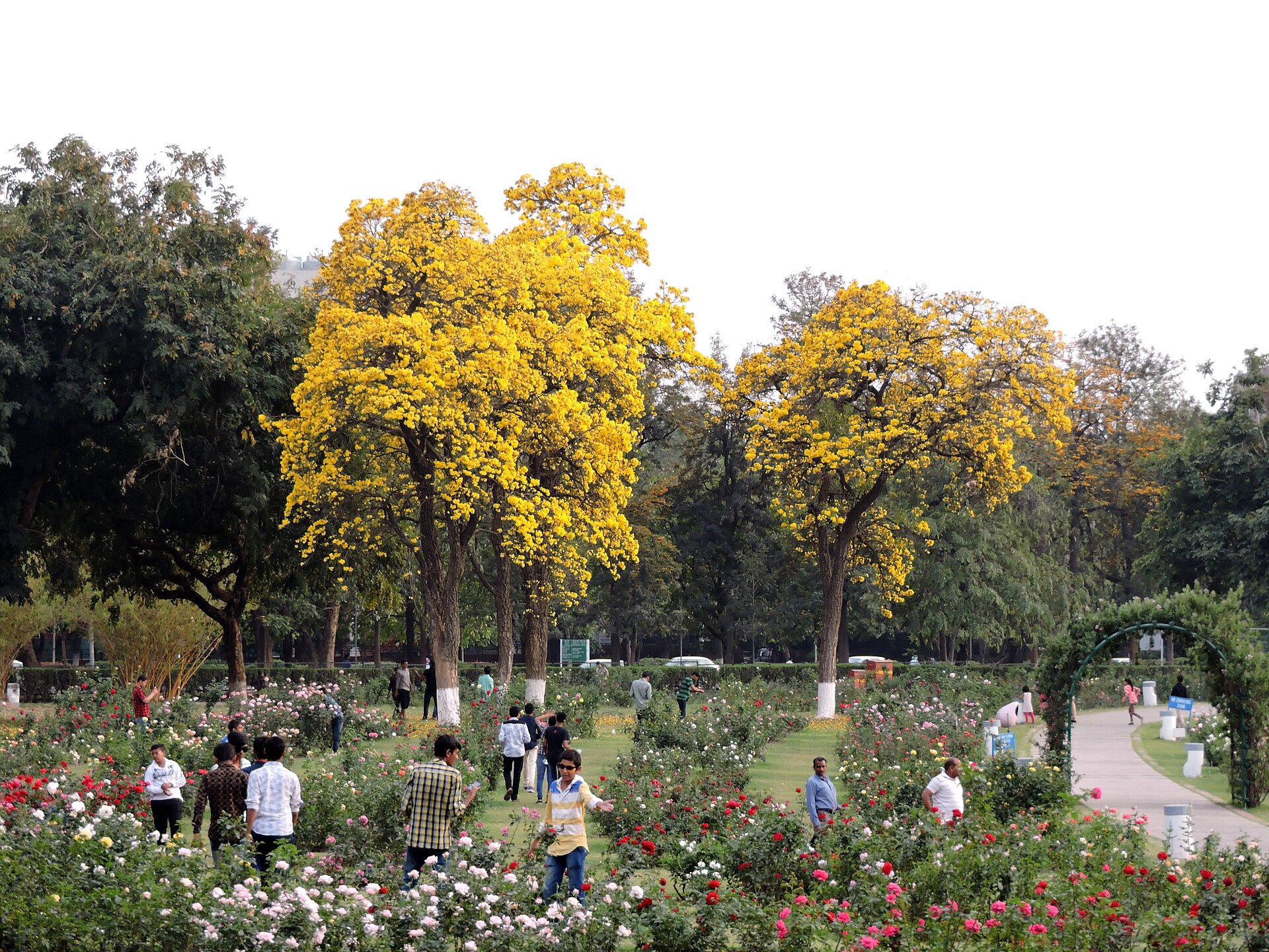 Flower beds at the Zakir Hussain Rose Garden Chandigarh