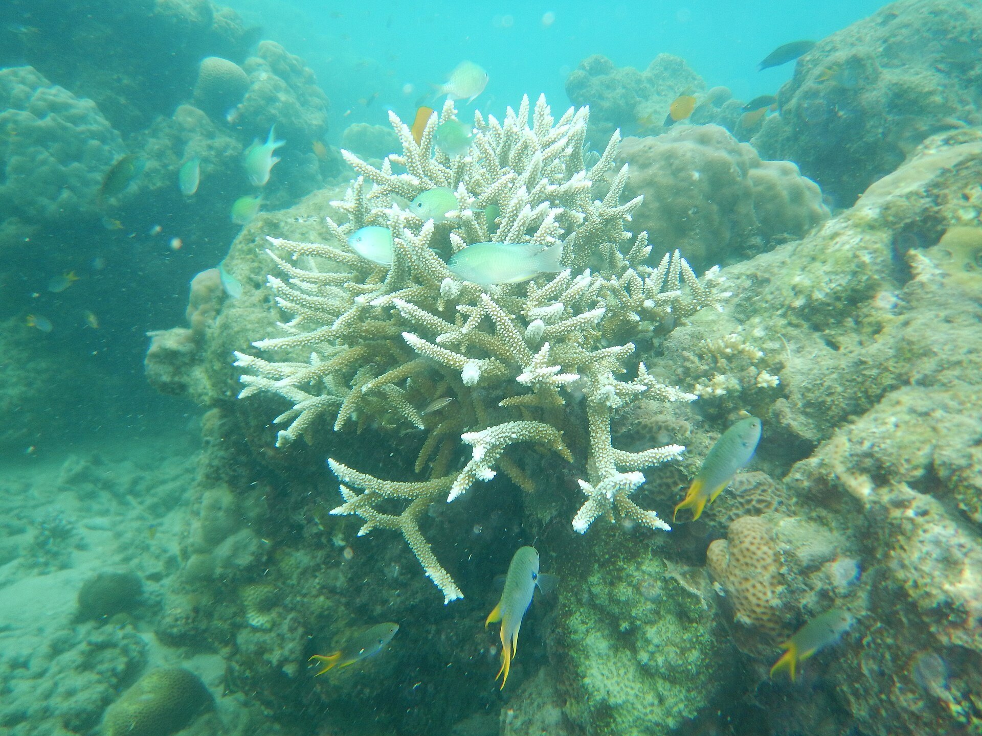 Coral and reef fish seen while snorkelling at Elephant Beach, Havelock
