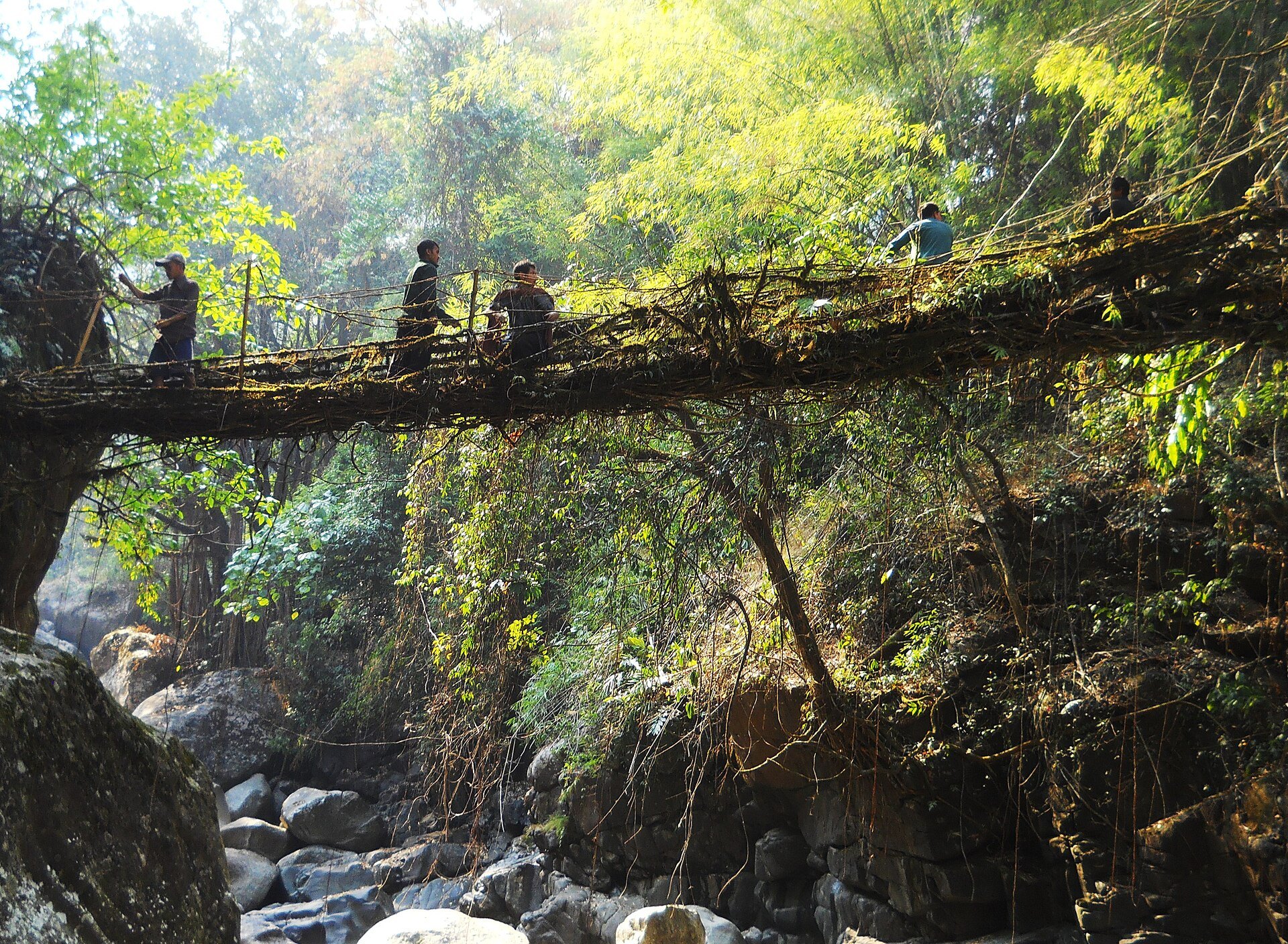 A young root bridge being trained across a stream in the Khasi Hills of Meghalaya