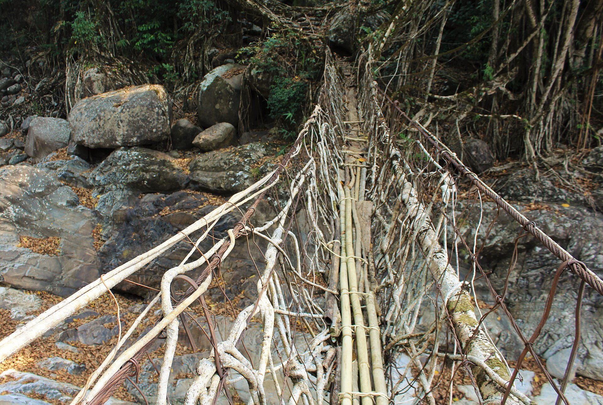 Ficus roots trained along a steel wire bridge near Nongriat village