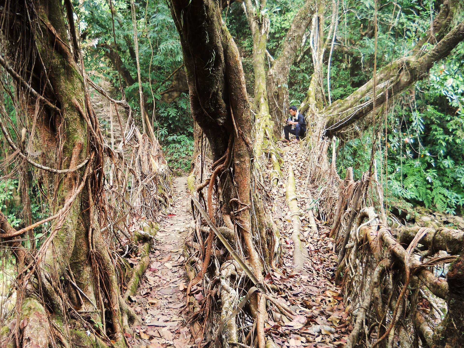 Double root bridge at Padu village in the Jaintia Hills