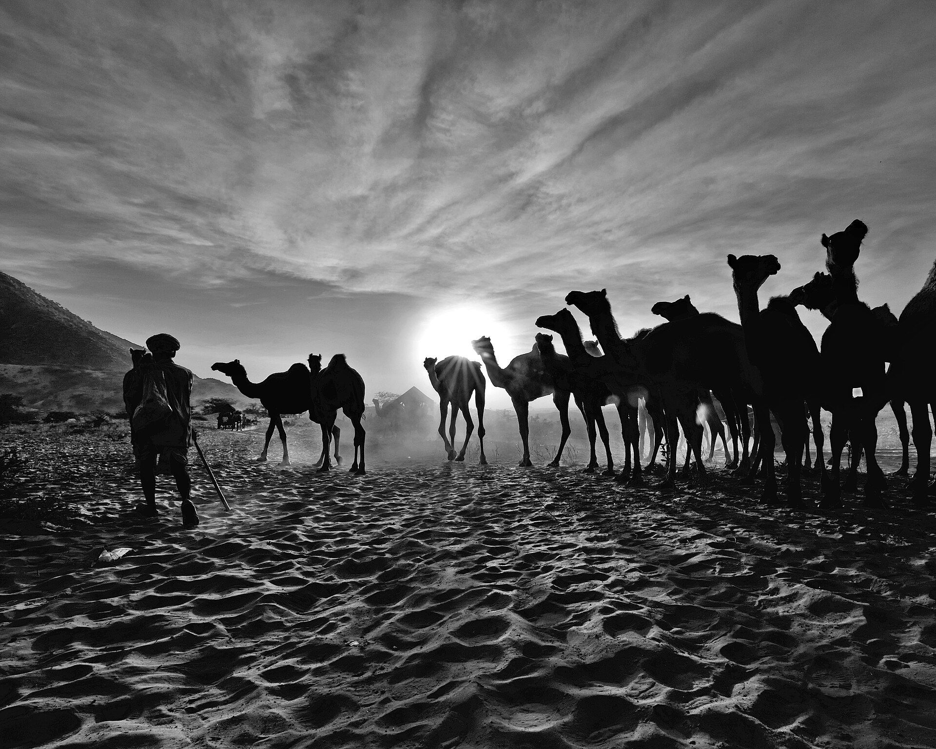 Camels and a herder silhouetted against the low sun on the sandy ground of the Pushkar fair