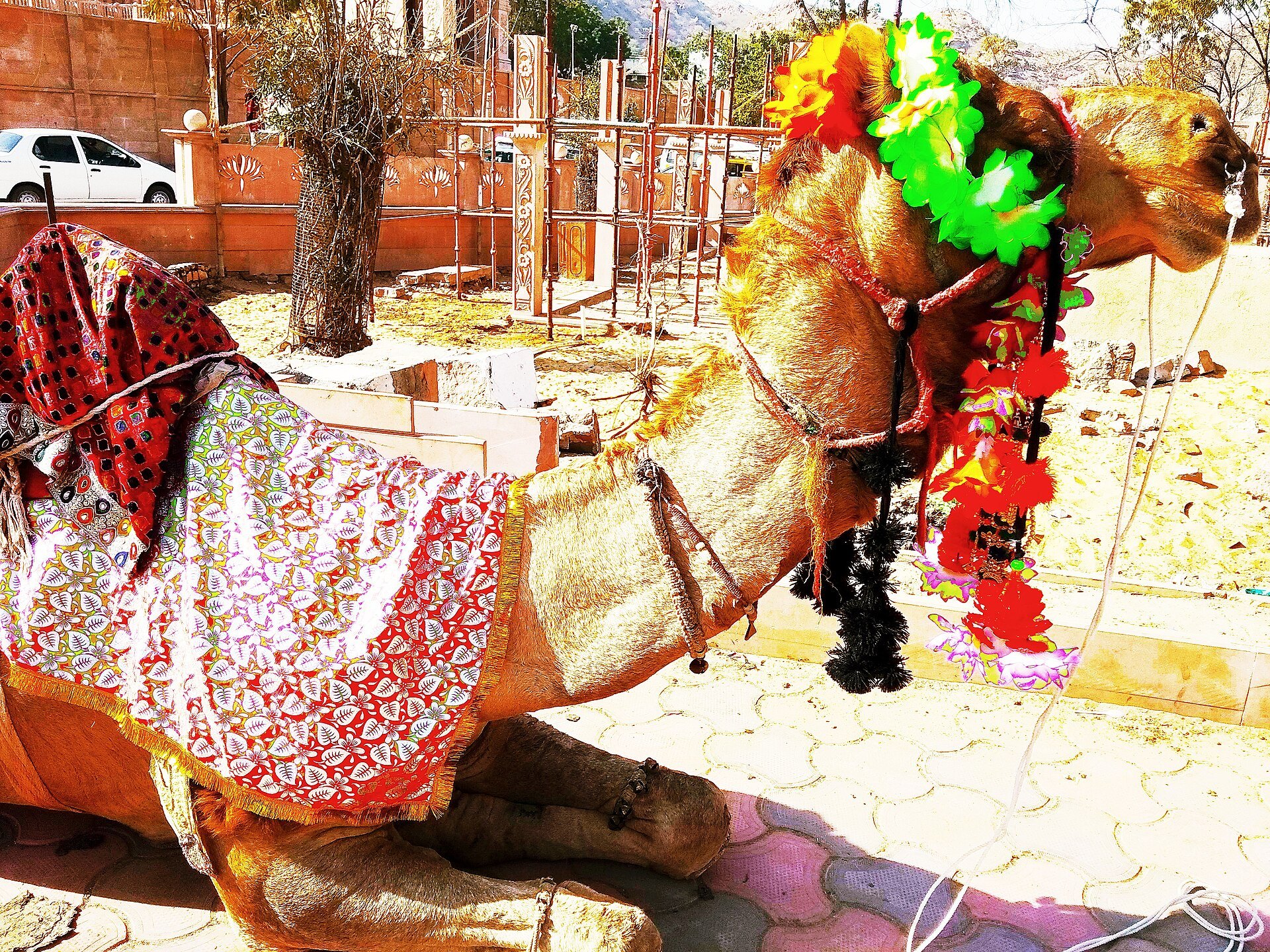 Decorated camel at the Pushkar Camel Fair with garlands, tassels and an embroidered saddle cloth