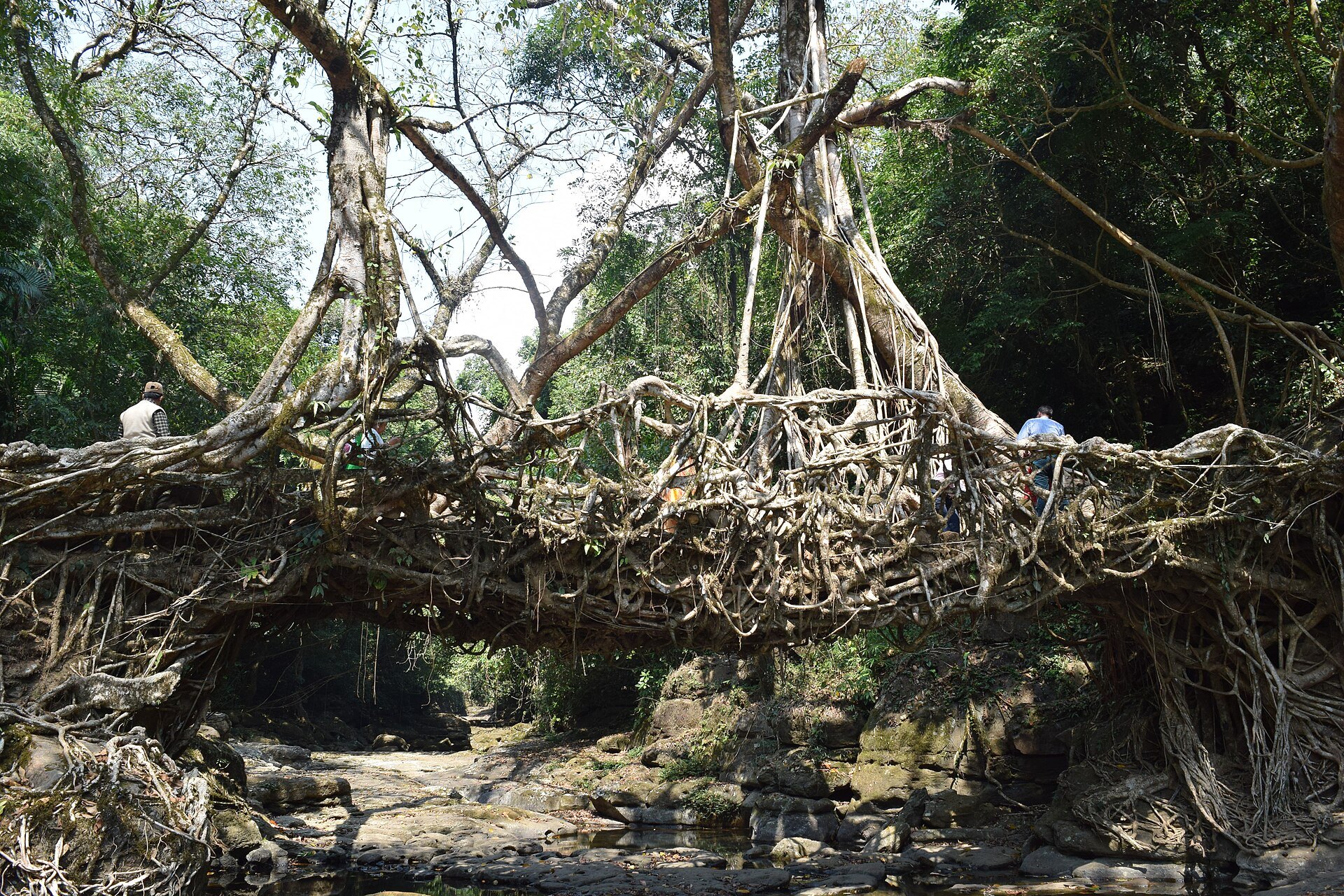 Riwai root bridge near Mawlynnong village, the easiest one to reach