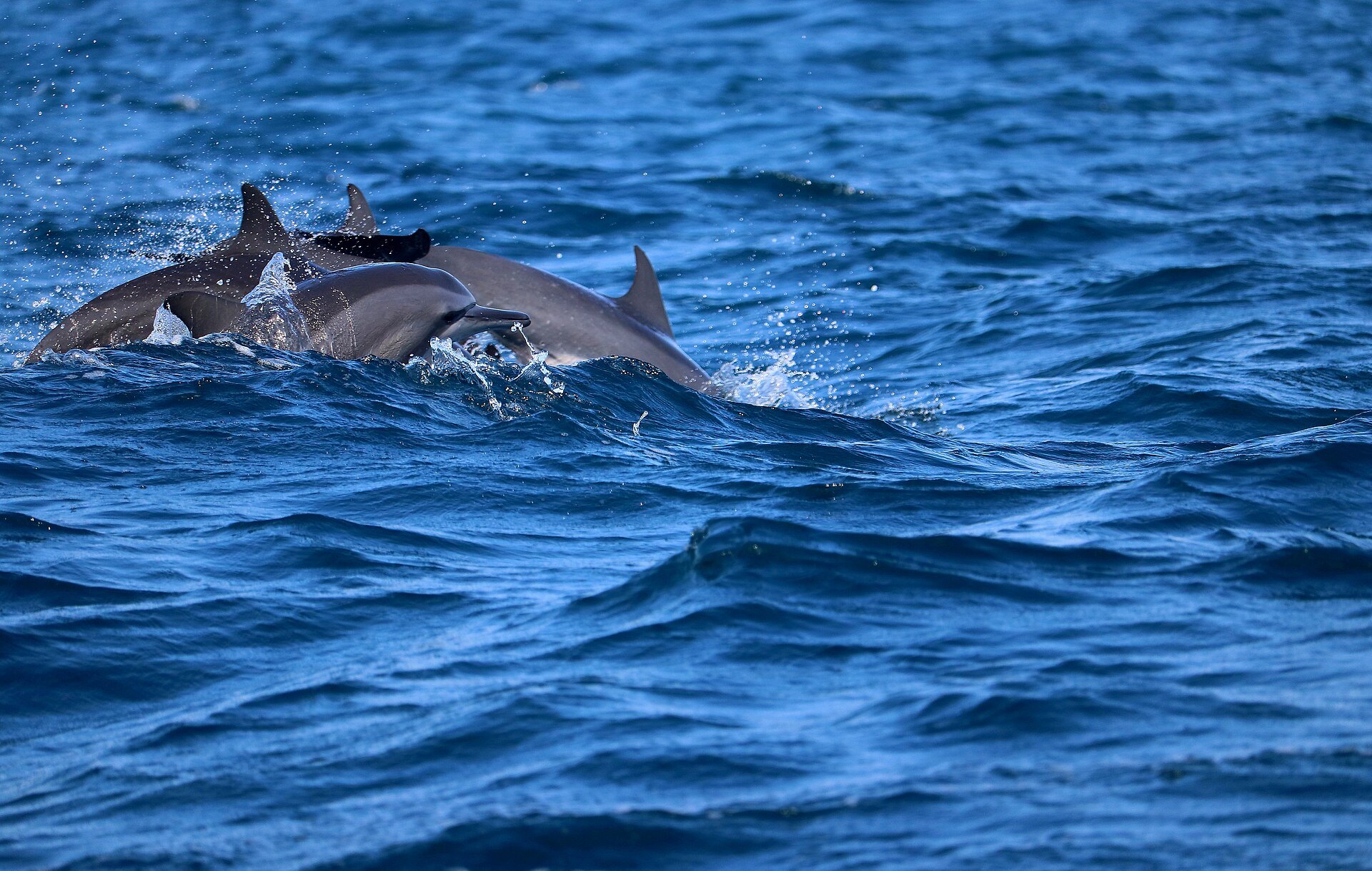Spinner dolphins in a pod off Kalpitiya, Sri Lanka