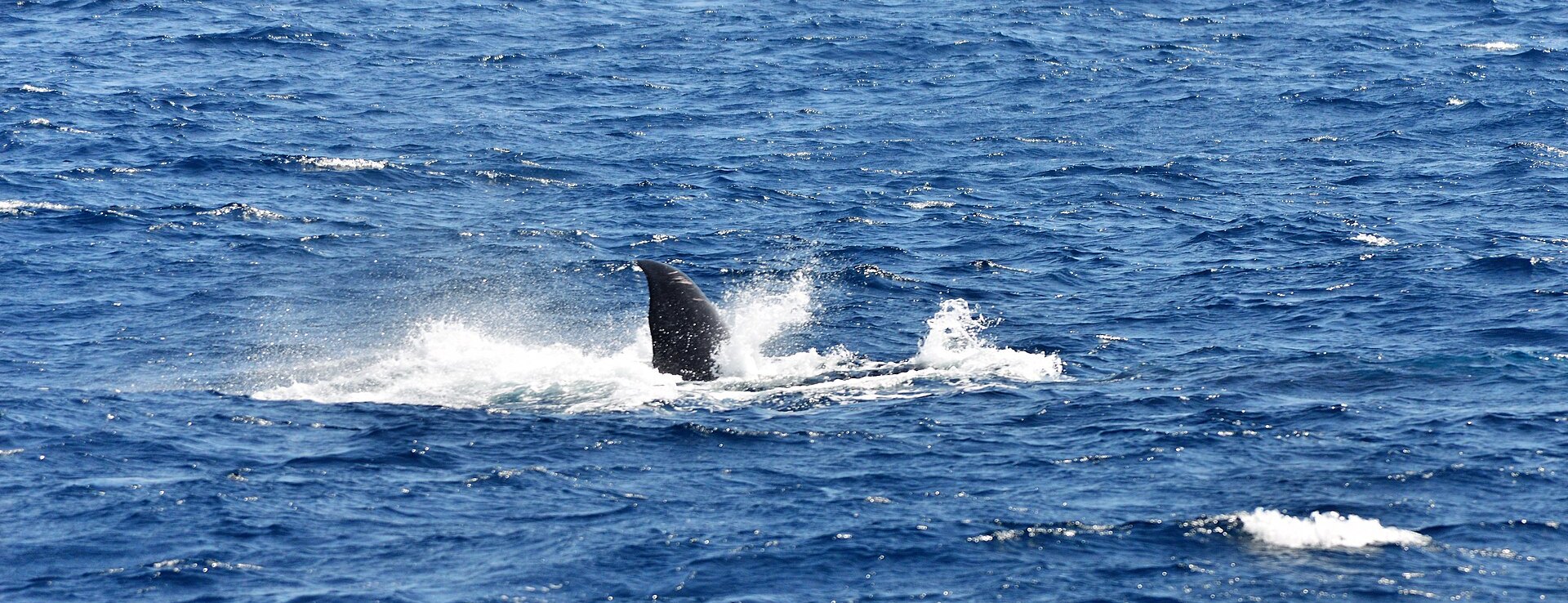Sri Lanka whale watching: a whale diving off Mirissa on the south coast