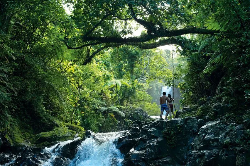 "Sigatoka
