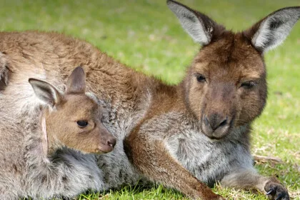 Cover Pic Kangaroo Island