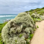 Mornington Peninsula Cover