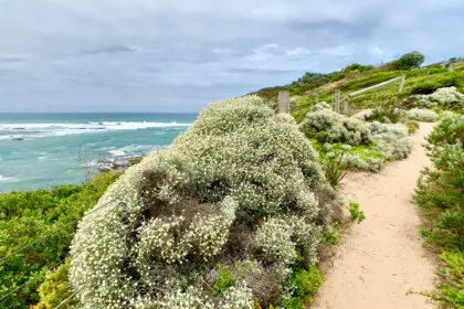 Mornington Peninsula Cover