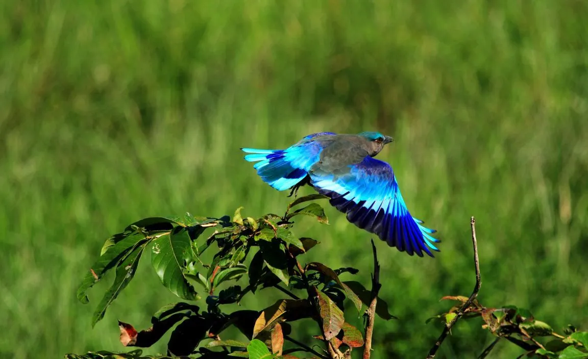 Gudavi Bird Sanctuary