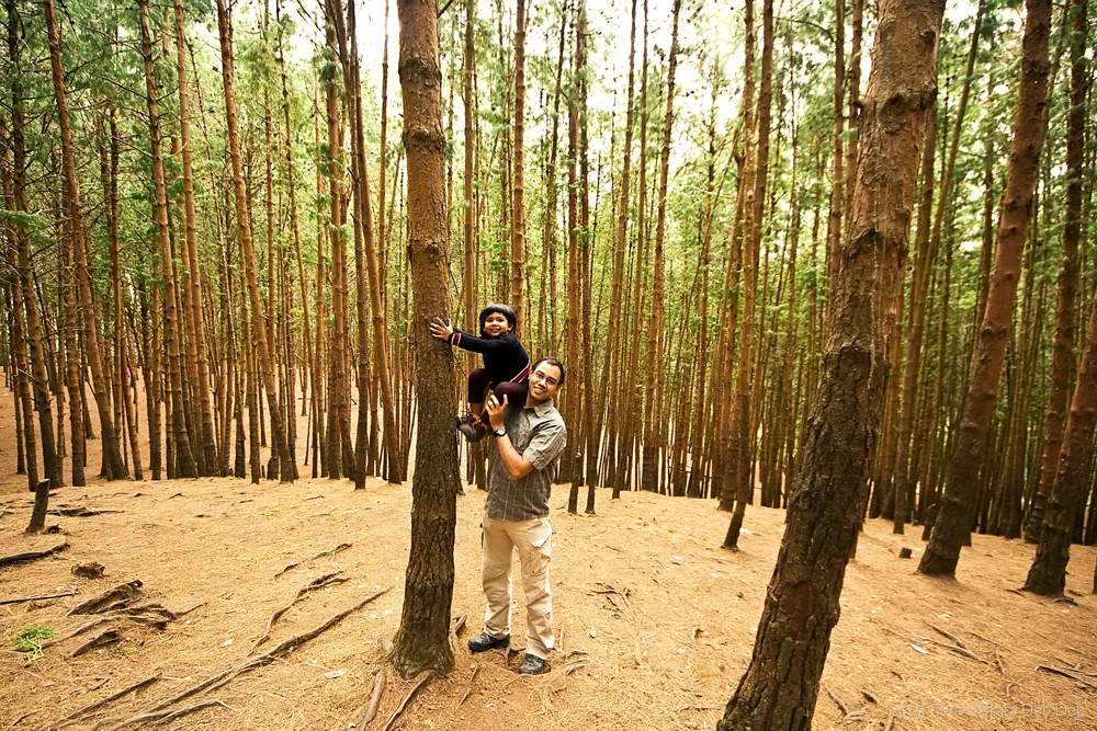Pine Forest Kodaikanal