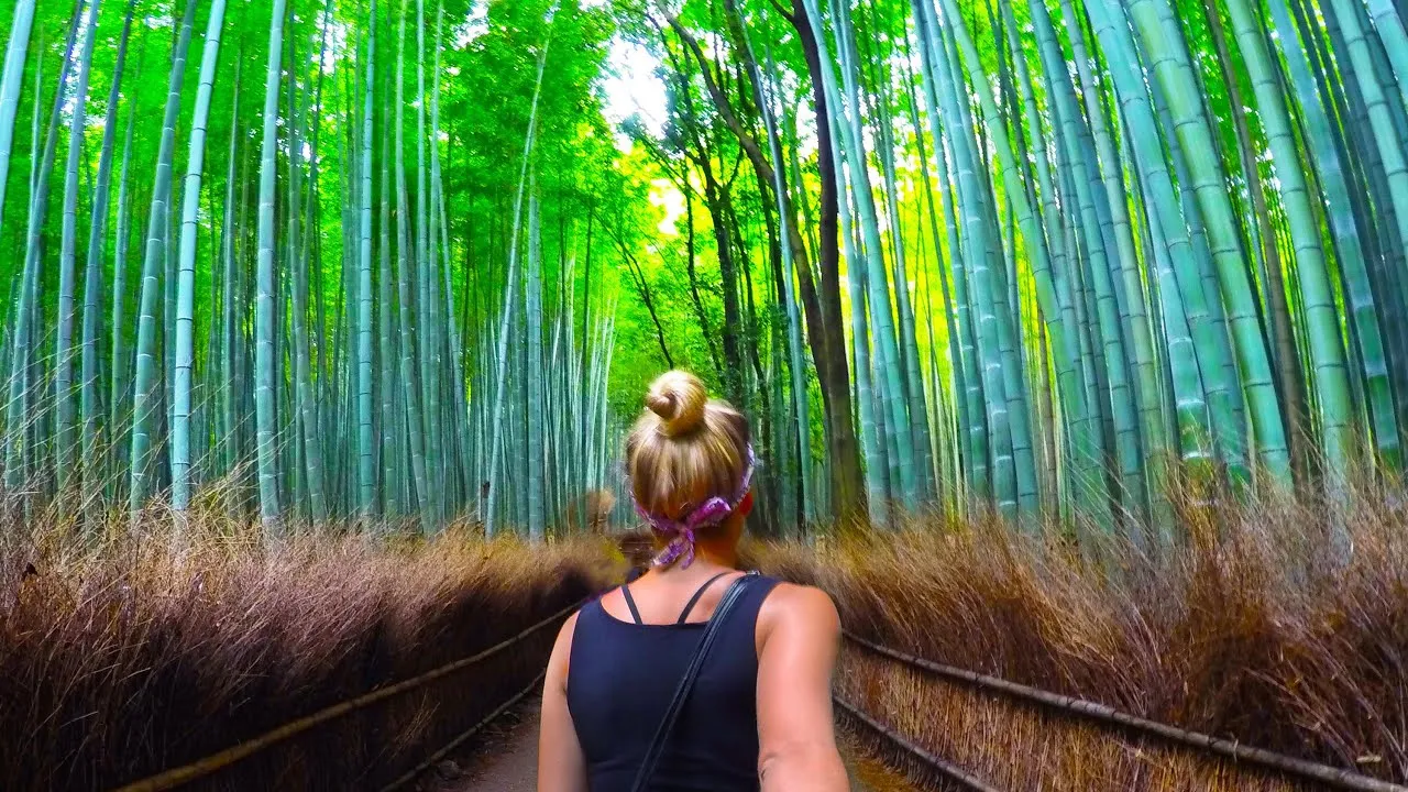 Bamboo forest, Japan