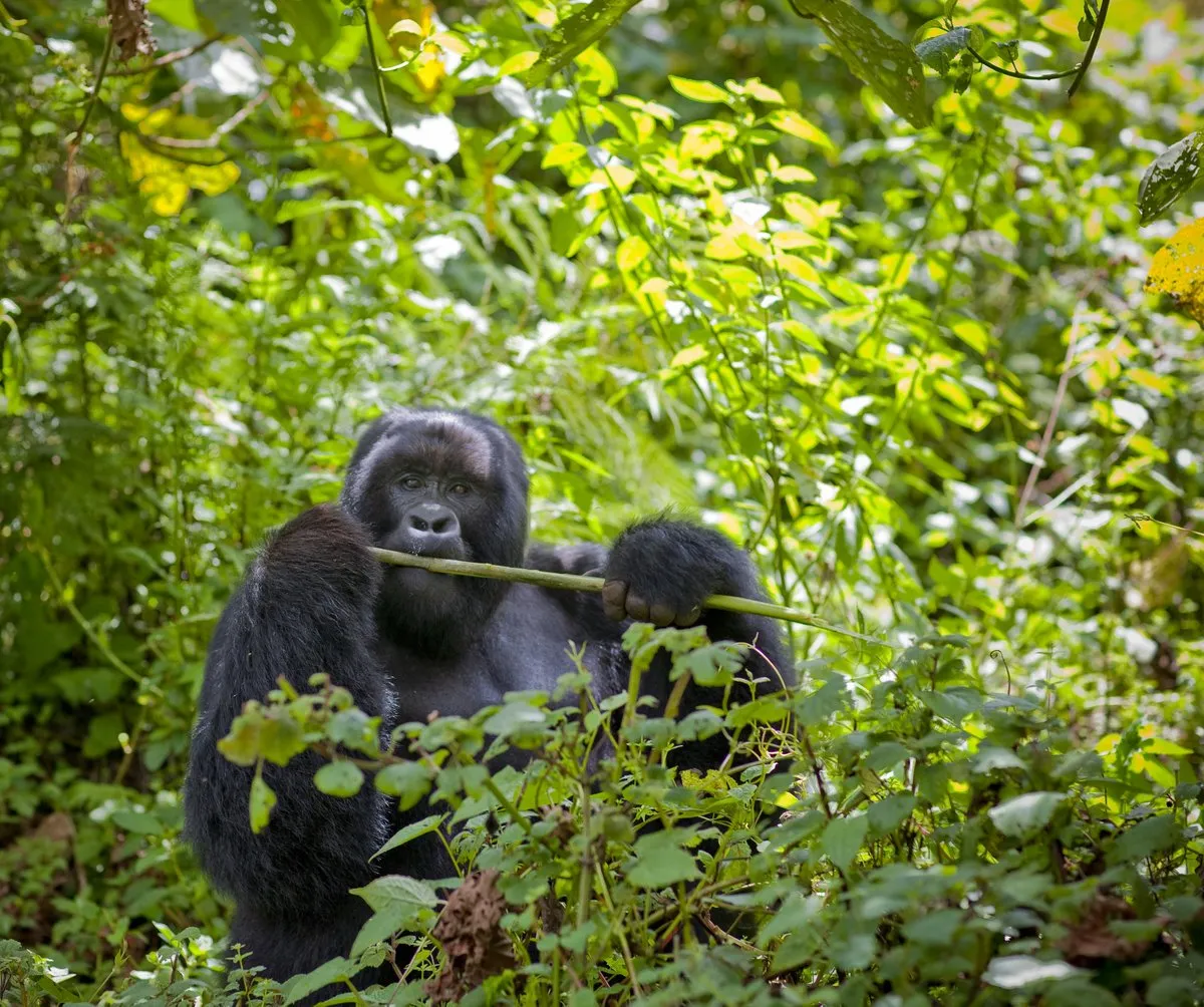 Rwanda