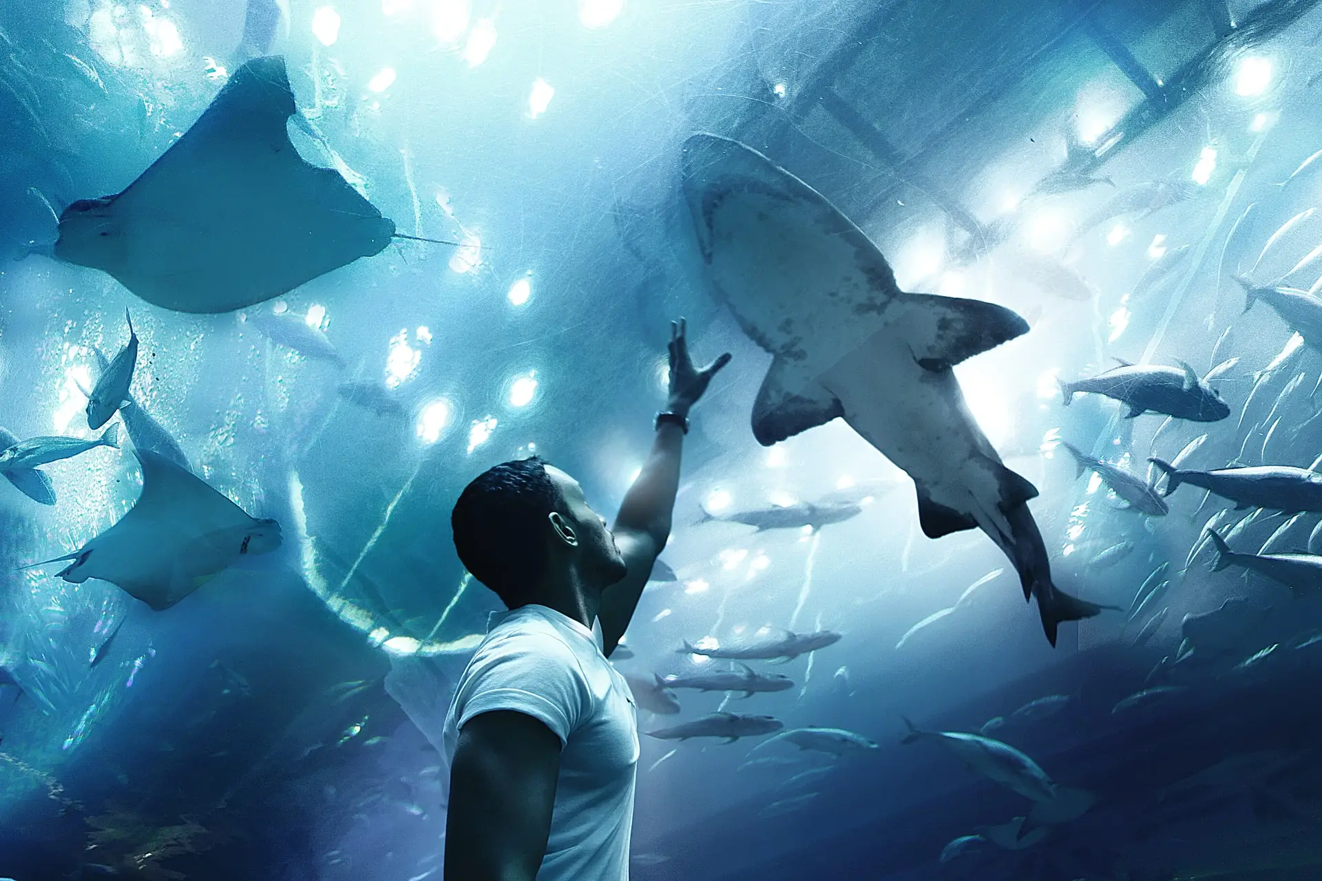 Dubai Mall Aquarium