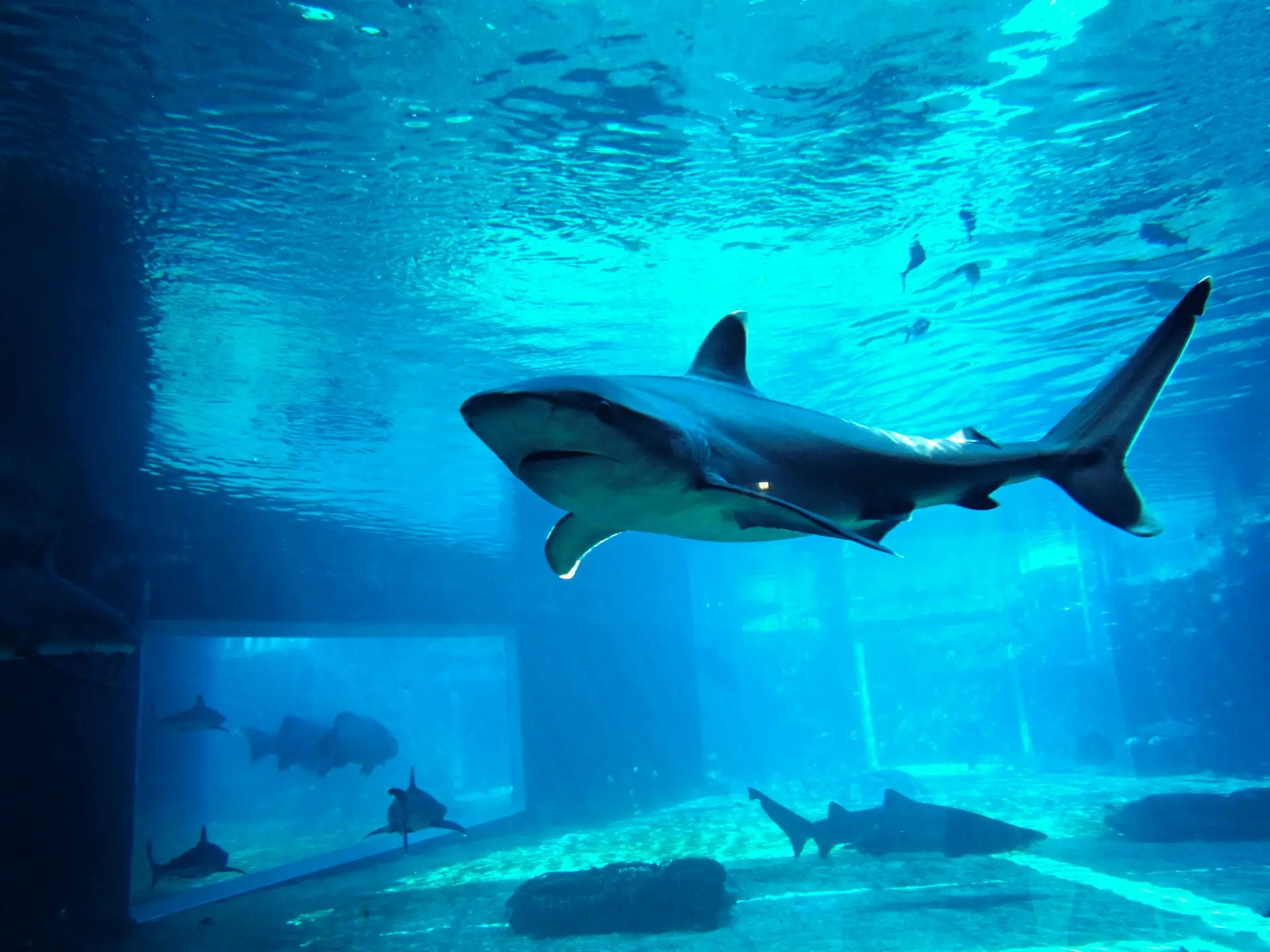 uShaka Marine World