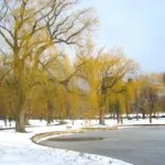 Boston cover