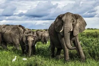 Game Reserves of Botswana Cover