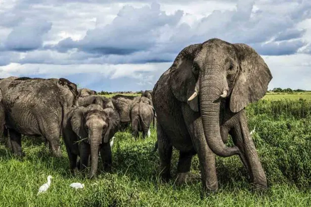 Game Reserves of Botswana Cover