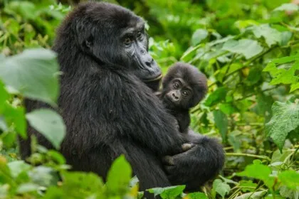 Featured Rwanda Africa
