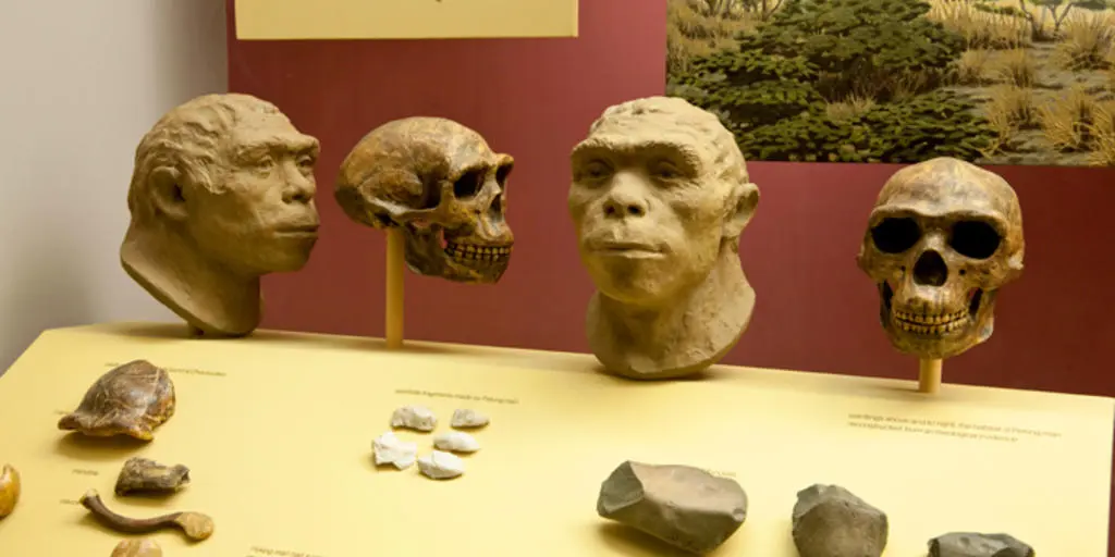 Peking Man In A Museum